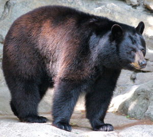 Black bear.jpg