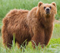 Brown bear.jpg