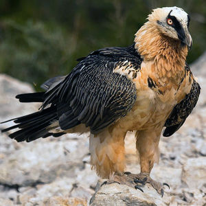 Bearded vulture.jpg